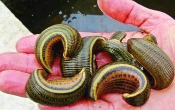 水蛭市场价多少钱一斤?-想了解水蛭的市场价格