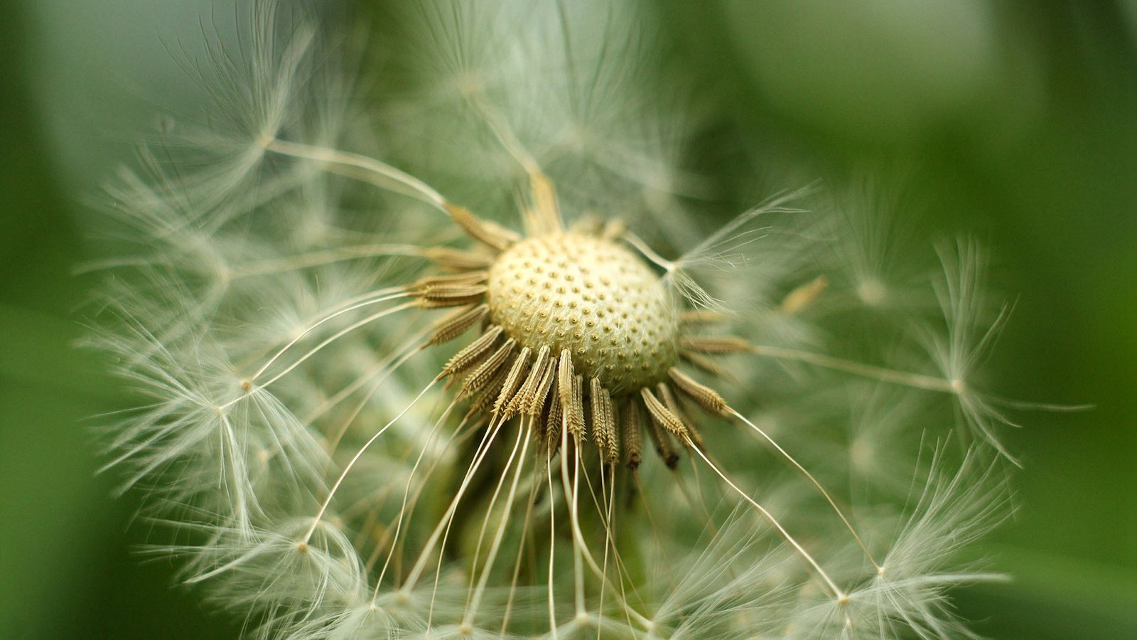 DedeBIZ织梦管理系统-免商业授权企业级免费CMS建站程序 - 全民博客