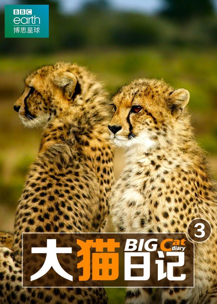 大猫日记第三季