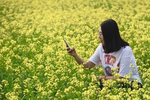 顺义这地方花海“田无一垛不黄花”，美得不像话