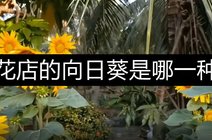 花期长,春天观花到秋南花公主2021-10-21花店日常～向日葵搭配满天星