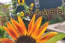 花期长,春天观花到秋南花公主2021-10-21花店日常～向日葵搭配满天星