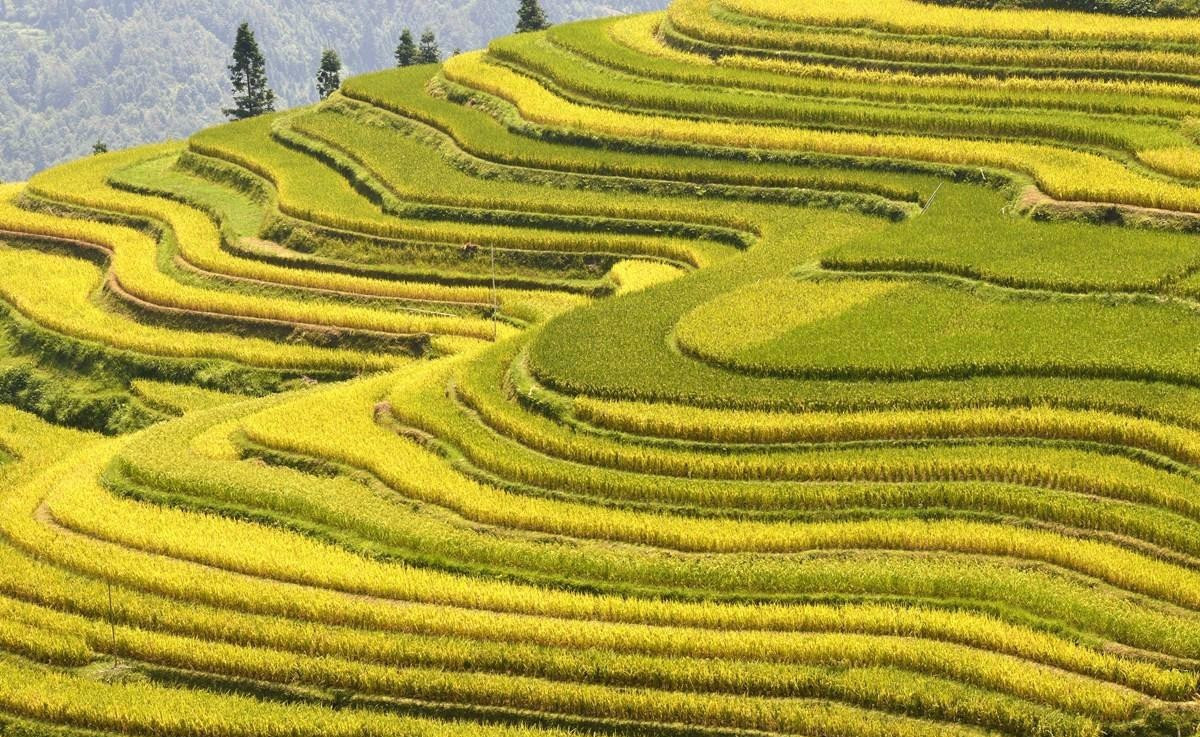 秋高气爽贵州稻谷染金,犹如一幅幅色彩斑斓的