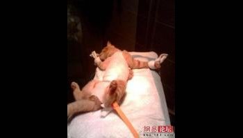 即对<em>阴茎</em>的破坏及对睾丸的破坏;<em>对女人</em>是指对