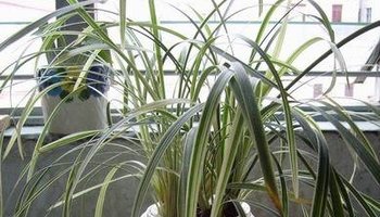 银边吉祥草
