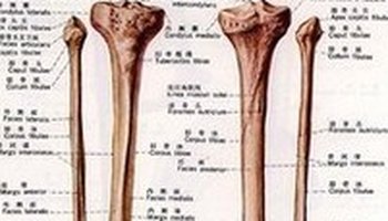 胫骨 上端膨大,形成内侧髁和外侧髁,与股骨下端的内,外侧髁以及髌骨