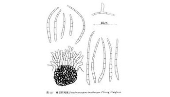 蝶豆假尾孢