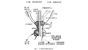 6mm前后径2.5mm正常吗?垂体上,下平坦,横径12.9.答:平均肿瘤的在