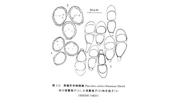 栗褐苔草柄锈菌