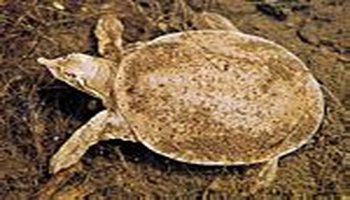 softshell turtle  鳖科(trionychidae)水栖软甲爬虫类的统称,见于