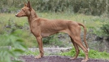 简介 中文名:加那利沃伦猎犬 英文名:canarianwarrenhound 体型