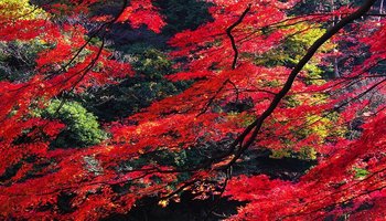 香山-甘肃省陇南市西和县香山