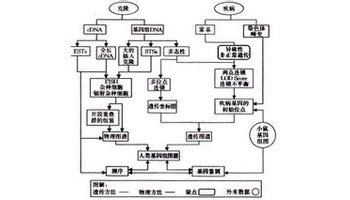 事实上,整个人类基因组中有97%的部分由不被转录的dna组成,只有2%-3%