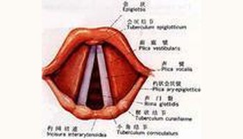 声门裂