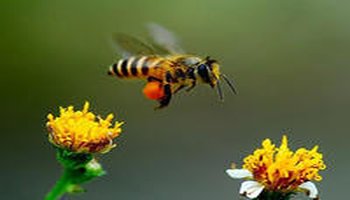 物种简介 东方蜜蜂中华亚种是东方蜜蜂的一个亚种.简称中蜂.