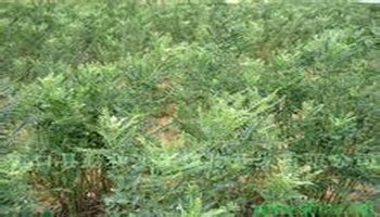 法 维克多·雨果一桩罪行的始末^^^死囚末日记^^^苦岁集^_棘豆草中毒_苦豆草的吃法
