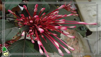 别称:星烁山茉莉 二名法:clerodendrum quadriloculare 界:植物界 门