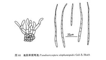 地胆草假尾孢