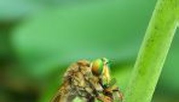 【科目】双翅目diptera 食虫虻科(盗虻科) 【简介】: 体长形或细长