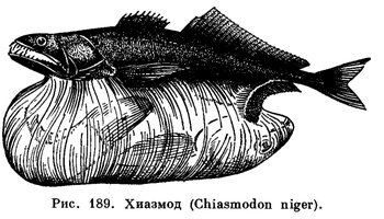 叉齿鱚科 chiasmodontidae  别名:叉齿龙鰧科  科俗名:swallowers