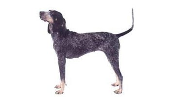 培育工作开始于20世纪,是法国猎犬比如大蓝斯科涅犬的后裔,在殖民