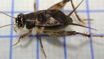 俗名别名 铁弹子,磬蛉,革翅铁蟋 地理分布 在我国南北方广泛分布 繁殖