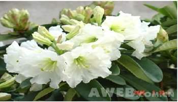 中文学名:大白花杜鹃 拉丁学名:rhododendron decorum fr 别称:大