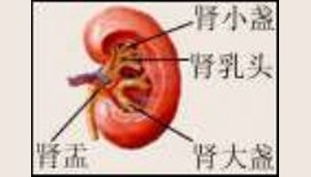 2～3个肾大盏汇合成一个前后扁平的,漏斗状的肾盂.