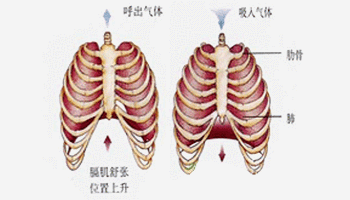 概念膈肌膨出症,又称 腹脏突出症,是指横膈因发育不全或炎症,损伤