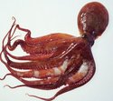 短蛸(octopus ocellatus)又称望潮,短爪章鱼,是属于章鱼科章鱼属的