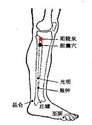 阳陵泉穴