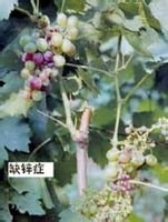 葡萄缺锌症