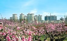 桃花映新城 桃花映新城