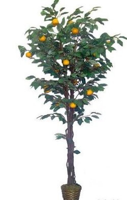 桔子树_360百科