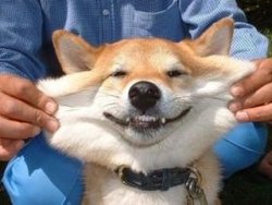 皮笑肉不笑_360百科