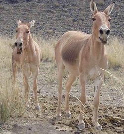 蒙古野驴_360百科