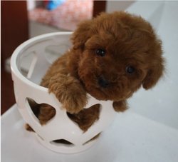 茶杯泰迪犬_360百科