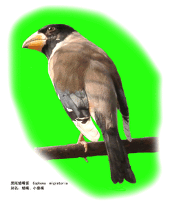 黑尾蜡嘴雀在中国东北地区常被驯养作笼养观赏