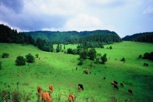 重庆<em>武隆仙女山</em>、天坑三桥一日<em>跟团游</em>!【7.5折