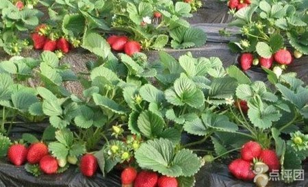 浙江草莓园2斤草莓采摘券【6.1折】_广州旅游