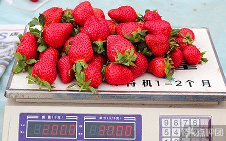 浙江草莓园1斤草莓采摘券【6.3折】_广州旅游
