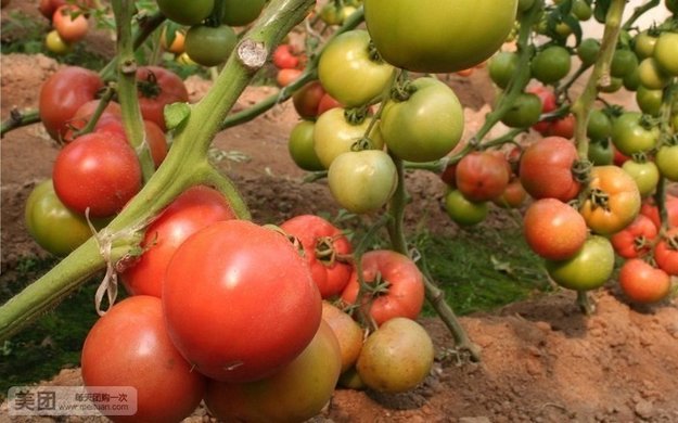 有机多彩小番茄采摘1斤,提供免费WiFi