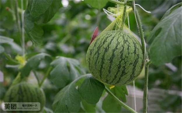 有机西瓜10斤采摘券1张