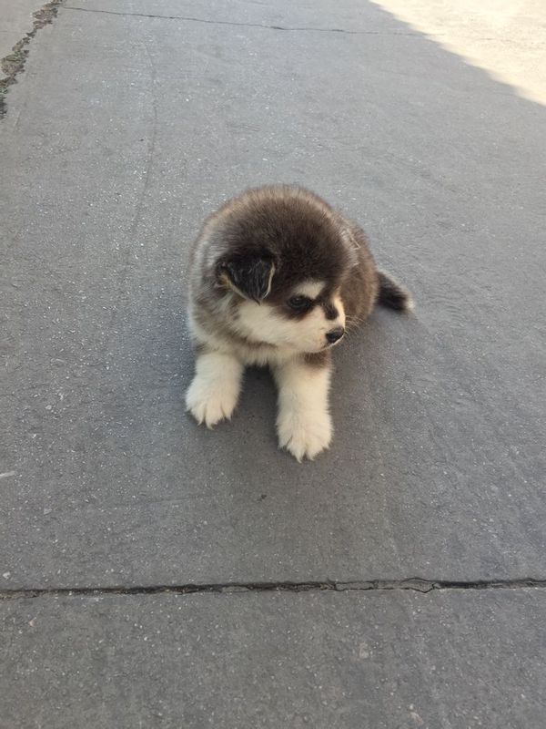 这是阿拉斯加犬吗?需要怎么抚养它。他长大会