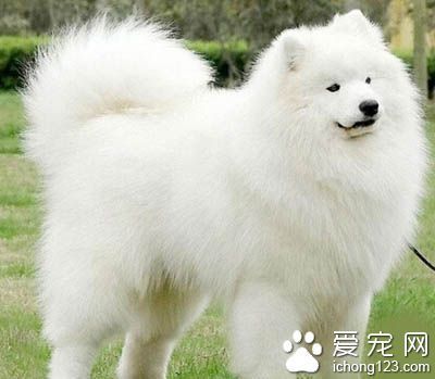 怎么训练萨摩耶 方法大同小异_360问答