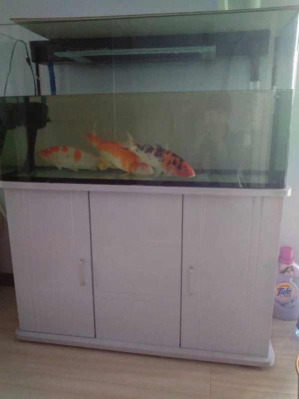 我家有五条锦鲤,今早发现其中一条小鲤鱼尾巴