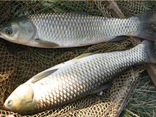 求:大水库鲤鱼、草鱼通杀用什么饵料最合适?_