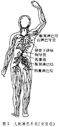 正文 胸导管是全身最粗,最长的淋巴管,由左,右腰淋巴干和肠区淋巴干