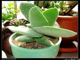 阿尔神刀多肉植物如何繁殖、_360问答