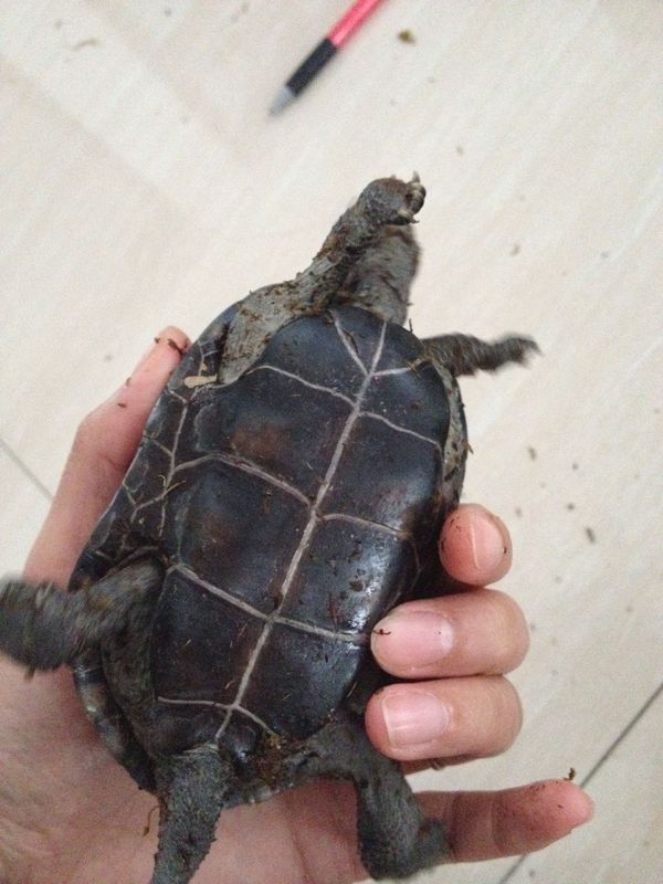 请大家帮我看一下,这样的已经黑眼的草龟一定